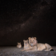 A pride of lions at night. (All images: Burrard-Lucas Wildlife Photography. Used with permission.)
